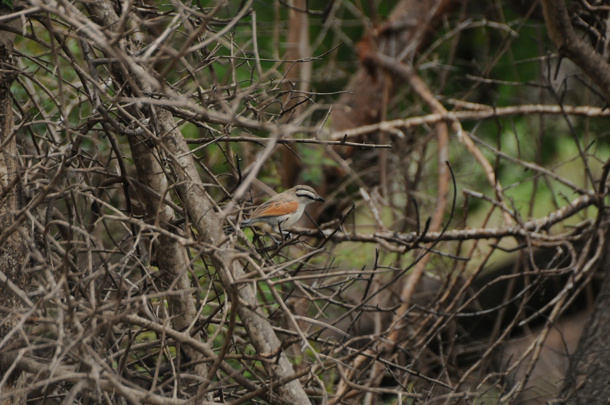 Brown-crowned Tchagra - Dominic More O’Ferrall