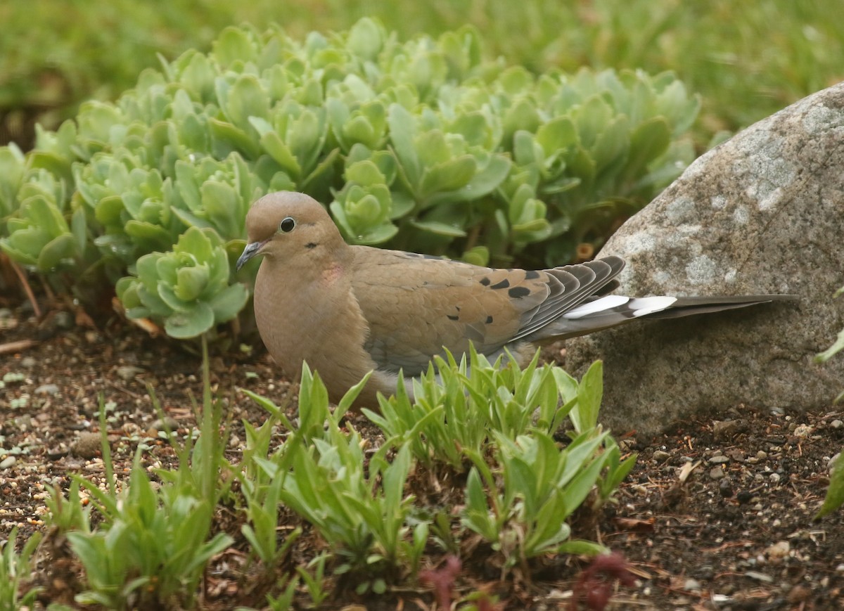 Mourning Dove - ML618927289