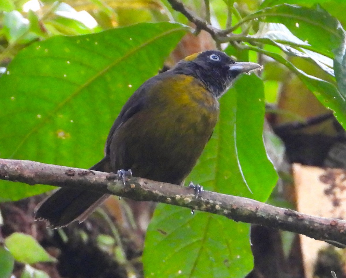 Dusky-faced Tanager - ML618927296