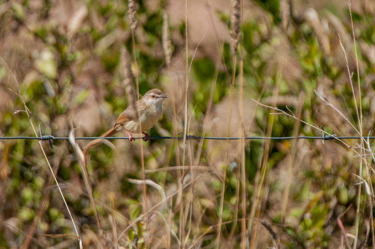 Prinia Modesta - ML618927320