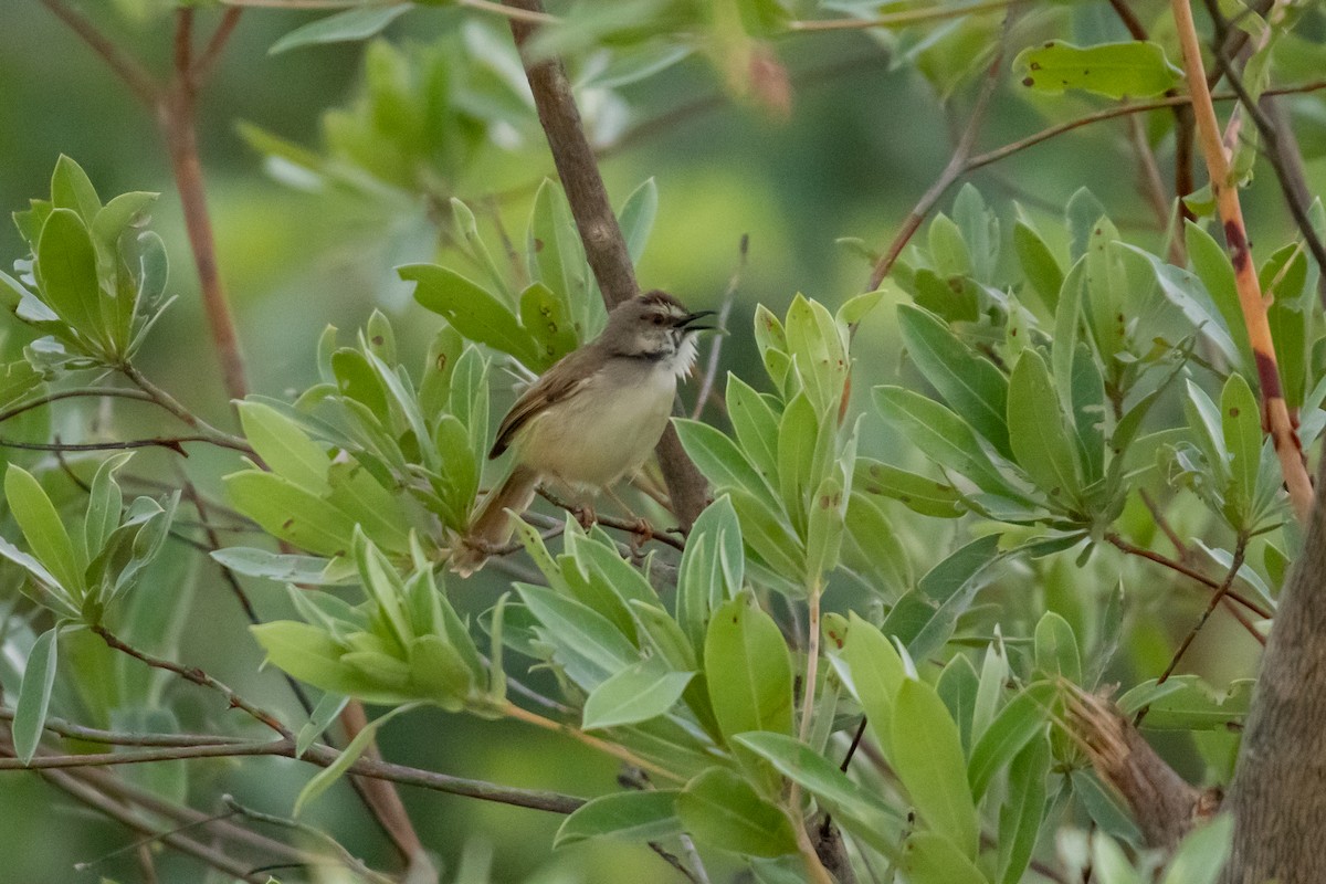 Tawny-flanked Prinia - Dominic More O’Ferrall