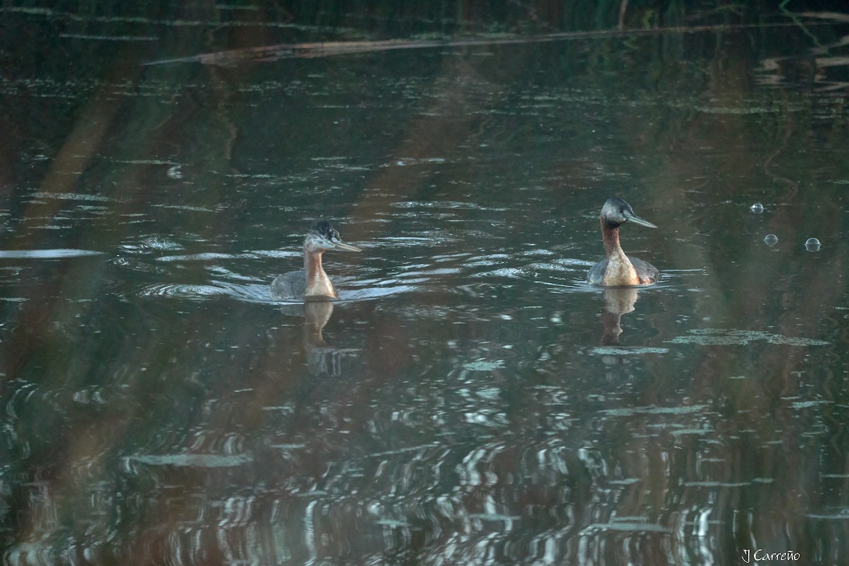 Great Grebe - ML618927324