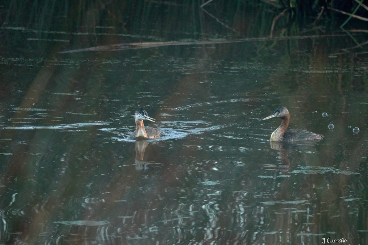 Great Grebe - ML618927326