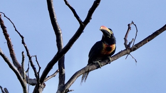 Fiery-billed Aracari - Fernando  Guerrero Chavarria