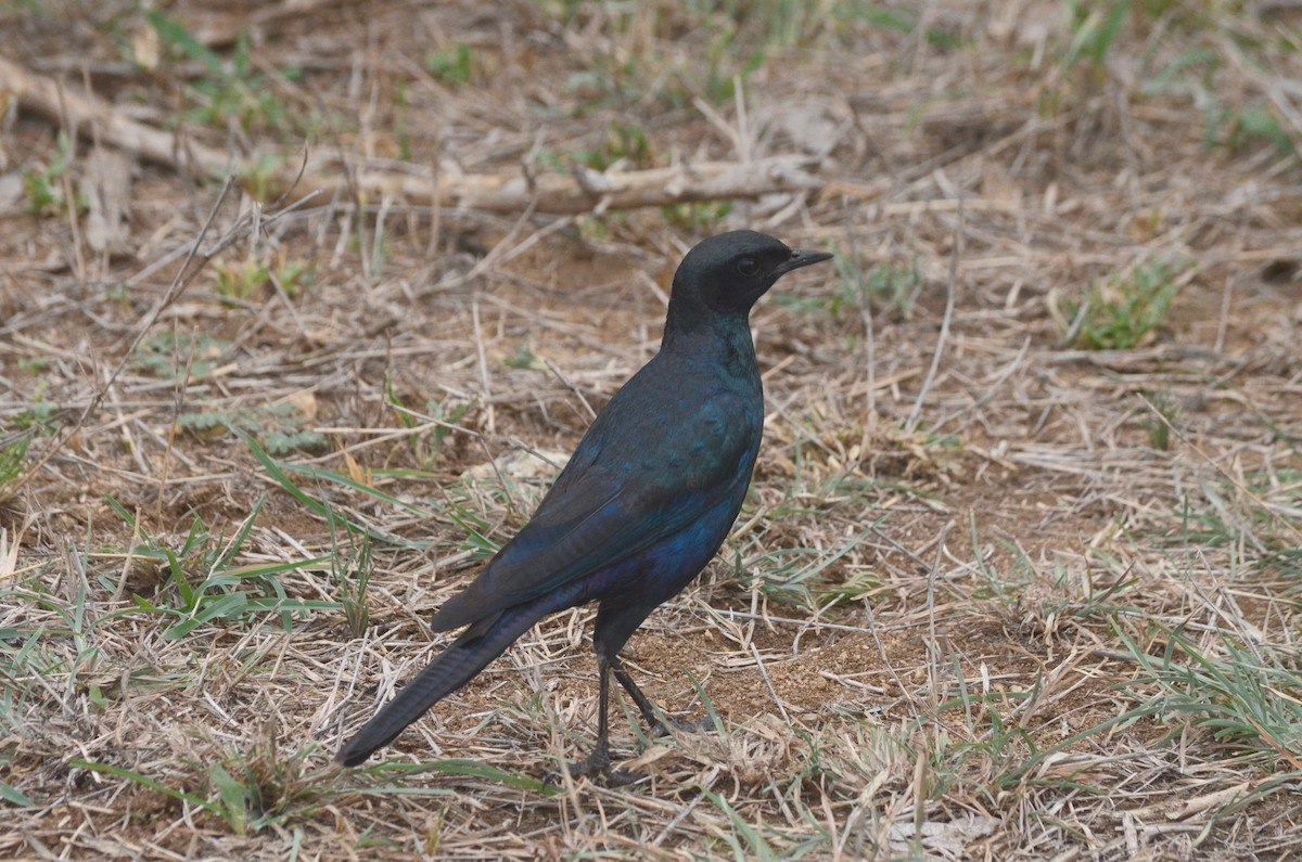 Burchell's Starling - ML618927350