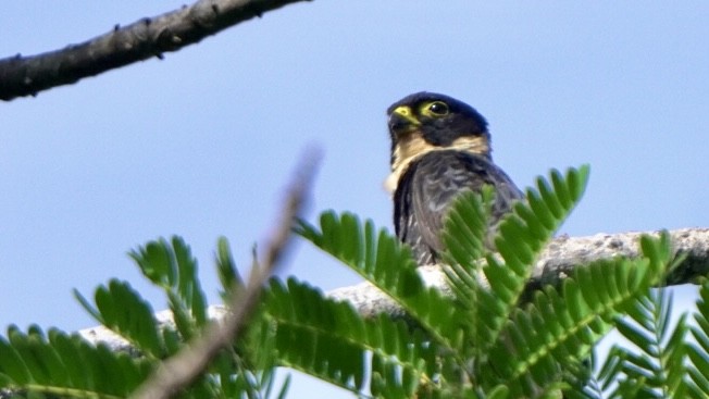 Bat Falcon - Fernando  Guerrero Chavarria