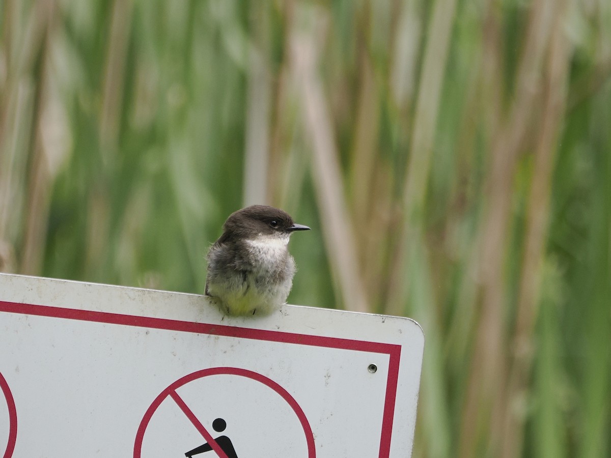 Eastern Phoebe - Michelle Herrmann