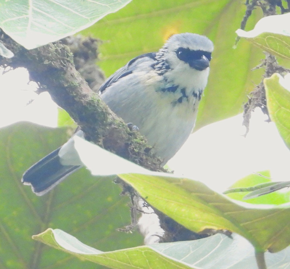 Gray-and-gold Tanager - ML618927402