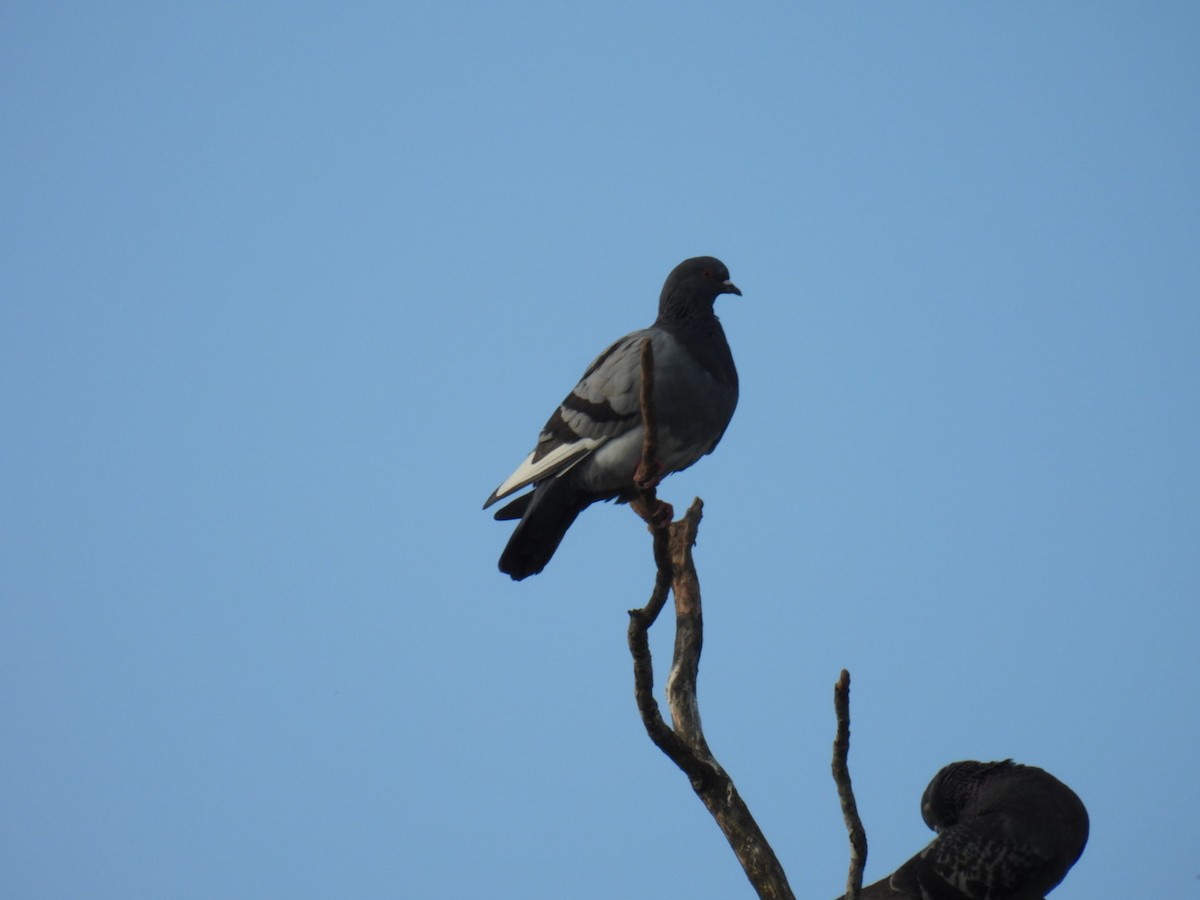 Rock Pigeon (Feral Pigeon) - ML618927403