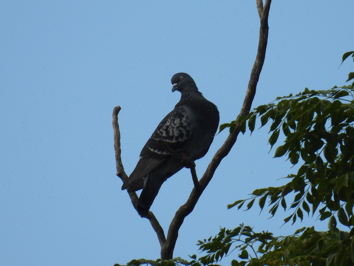 Rock Pigeon (Feral Pigeon) - ML618927404