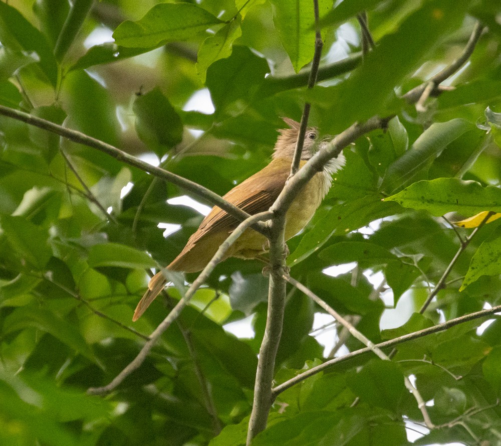 Puff-throated Bulbul - ML618927411