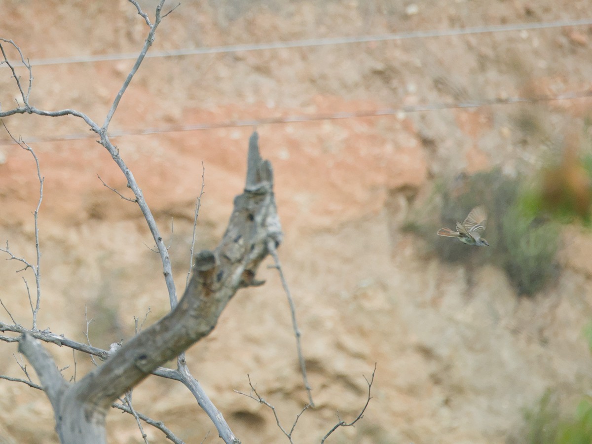 Ash-throated Flycatcher - Antonio Maldonado