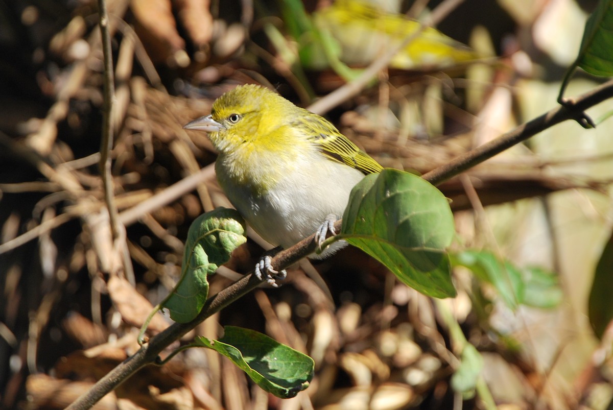 Lesser Masked-Weaver - ML618927419