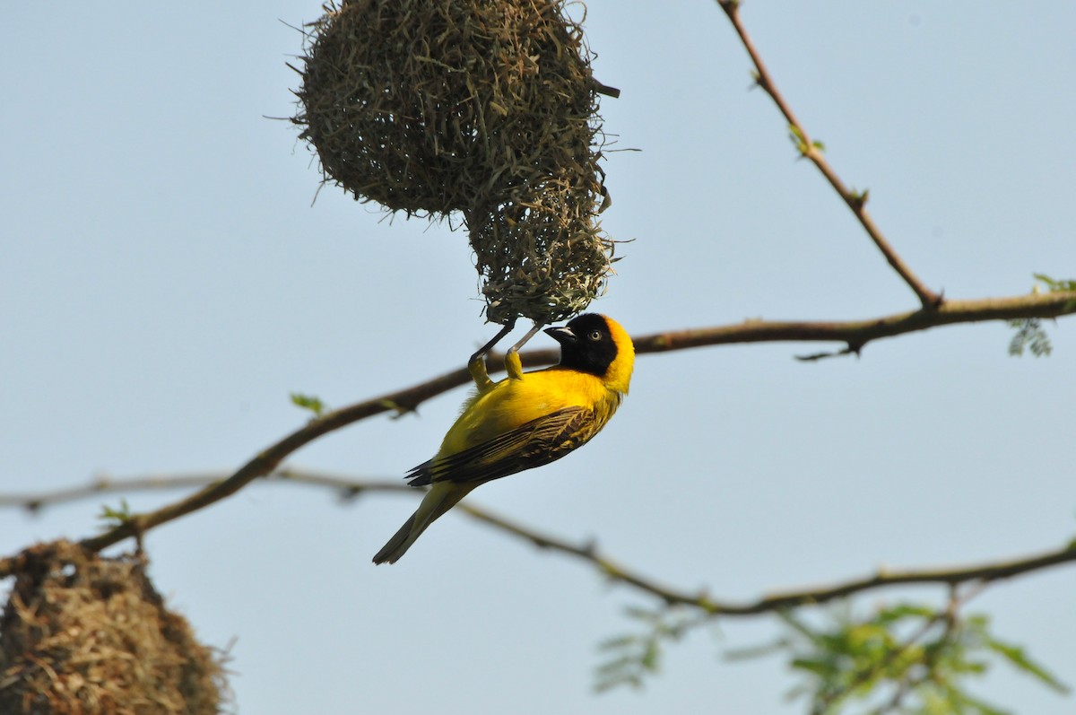 Lesser Masked-Weaver - Dominic More O’Ferrall