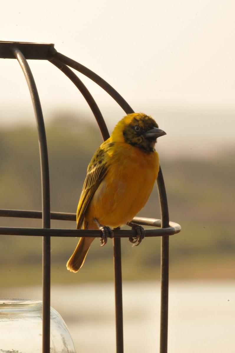 Lesser Masked-Weaver - Dominic More O’Ferrall