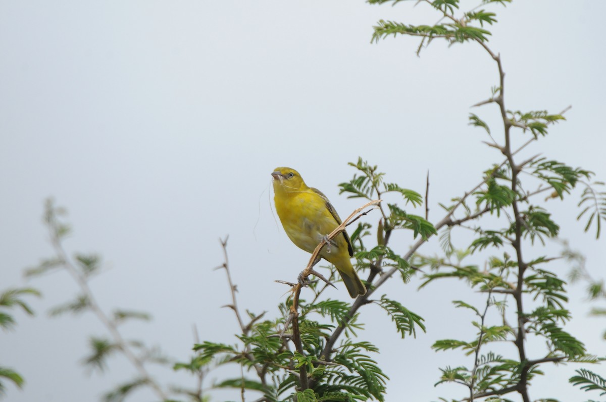 Lesser Masked-Weaver - Dominic More O’Ferrall