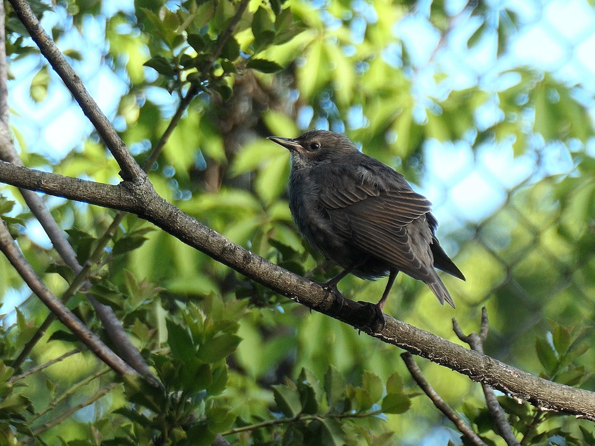 European Starling - ML618927438