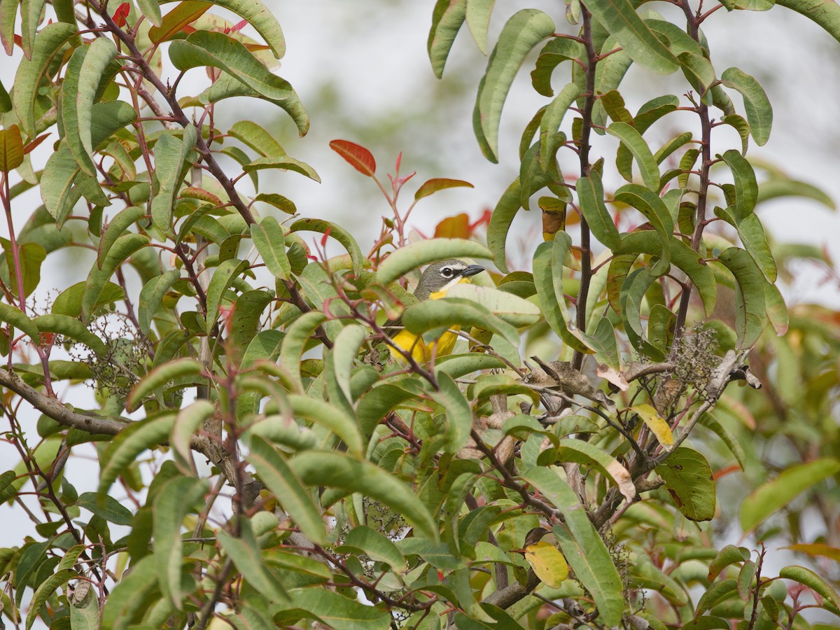 Yellow-breasted Chat - Antonio Maldonado