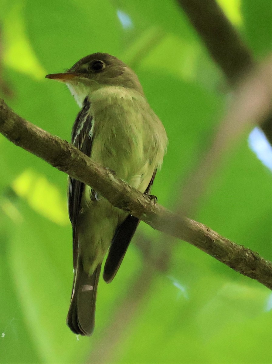 Acadian Flycatcher - Stacia Novy