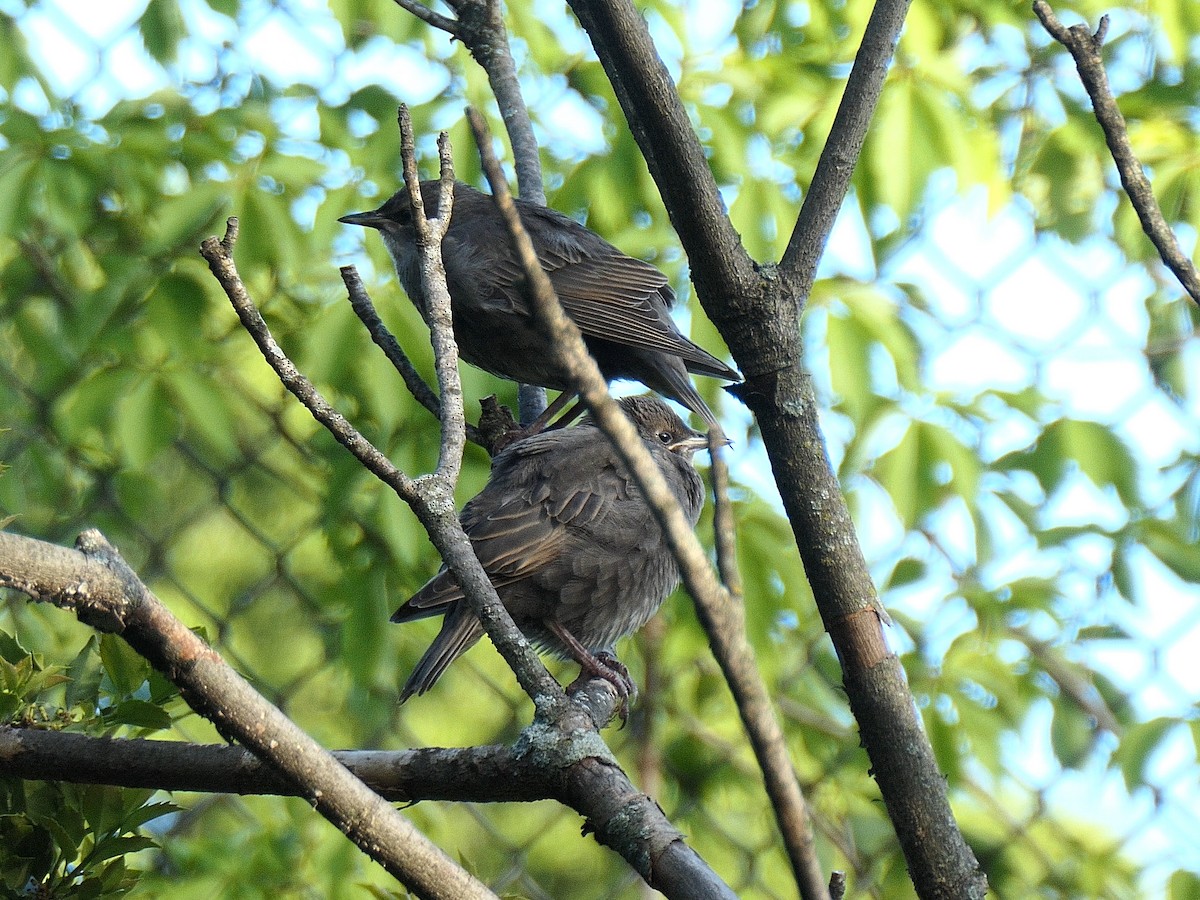 European Starling - ML618927447