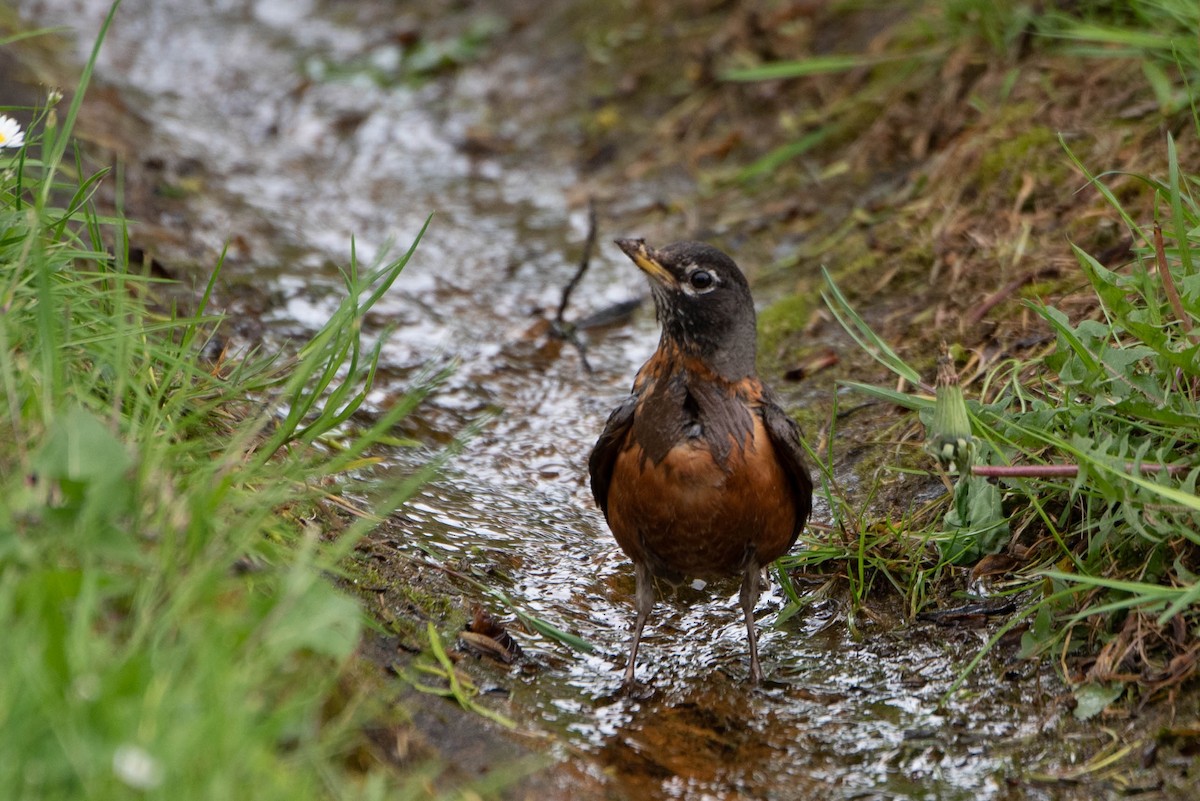 American Robin - Andrea Heine