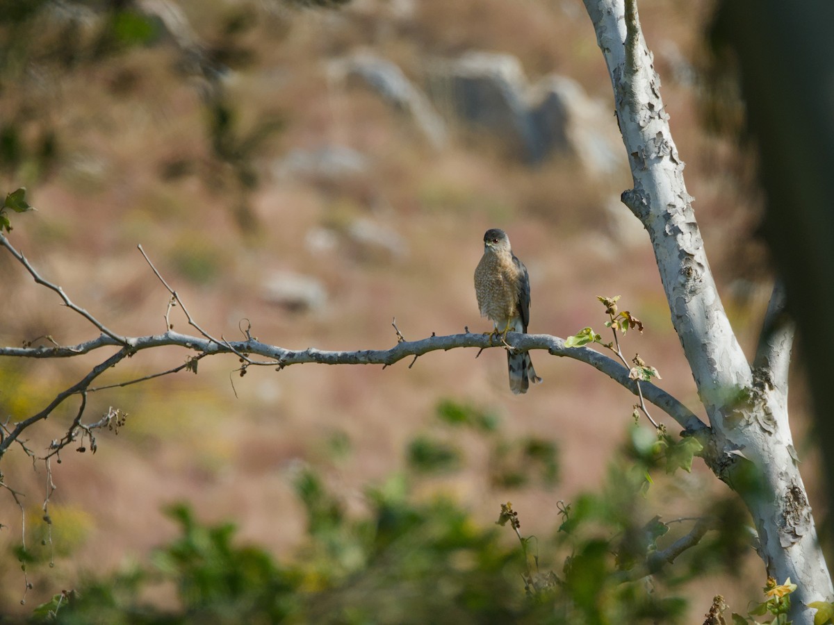 Cooper's Hawk - ML618927457