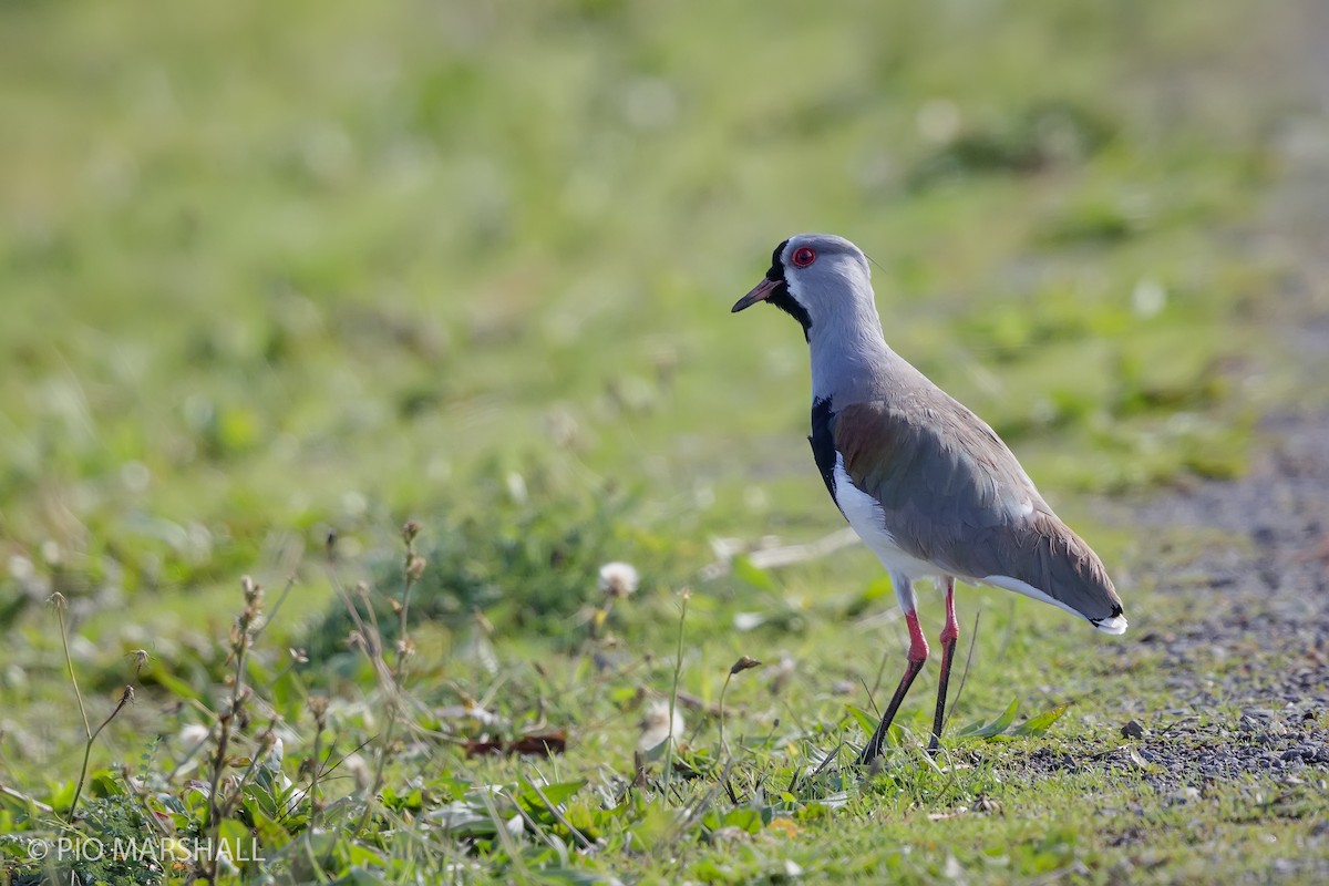 Southern Lapwing - Pio Marshall