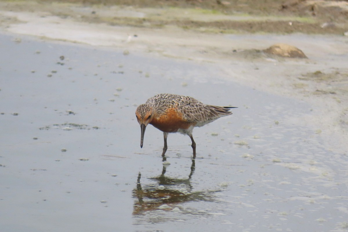 Red Knot - Thore Noernberg