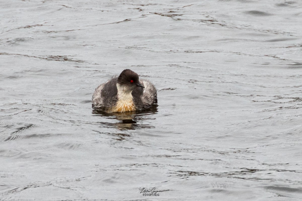 Silvery Grebe - Libelia Guzmán