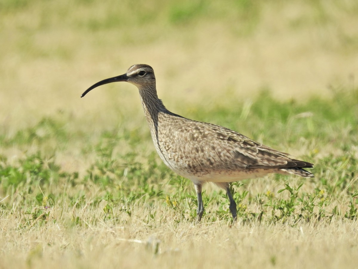 Whimbrel - Sam Talarigo