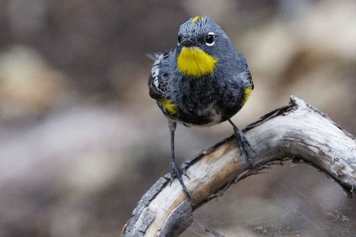 Kronenwaldsänger (Audubonwaldsänger) - ML618927530