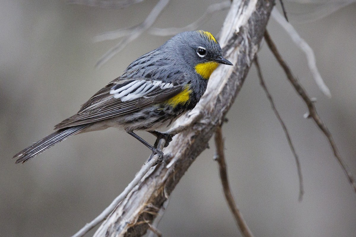 Kronenwaldsänger (Audubonwaldsänger) - ML618927531