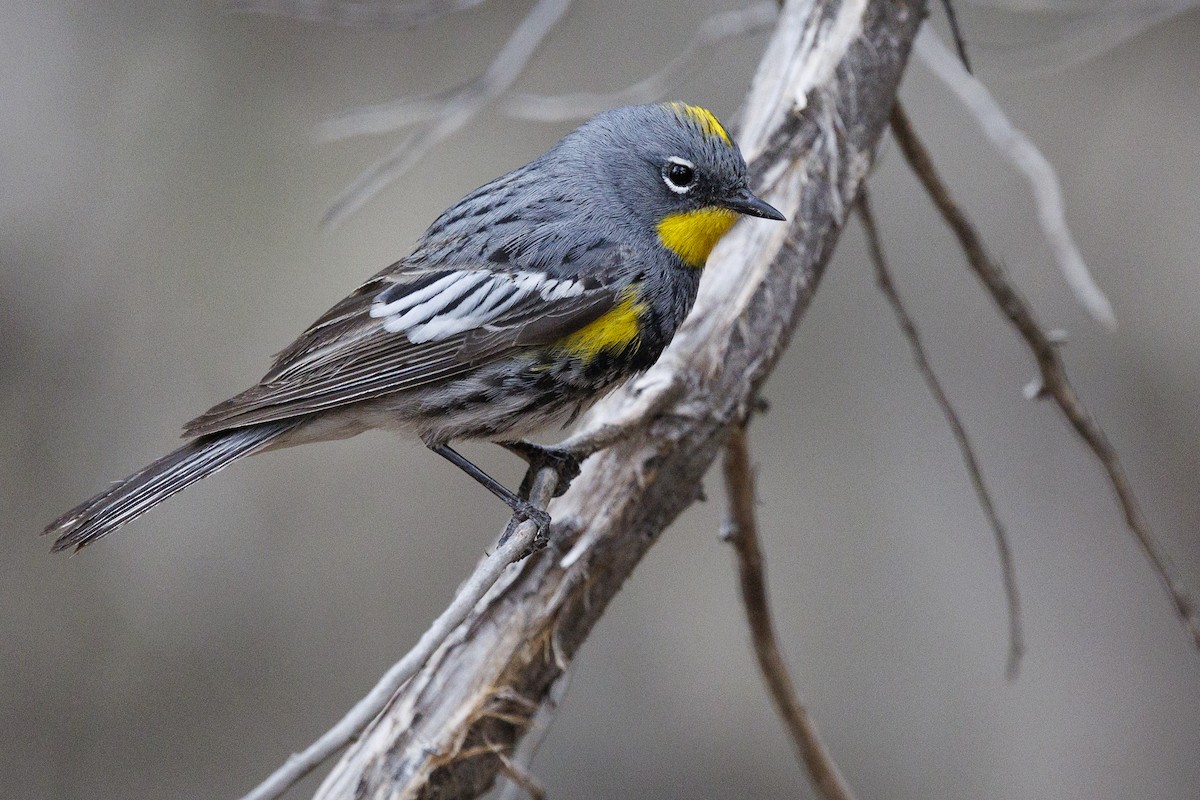 Yellow-rumped Warbler (Audubon's) - Tommy Quarles