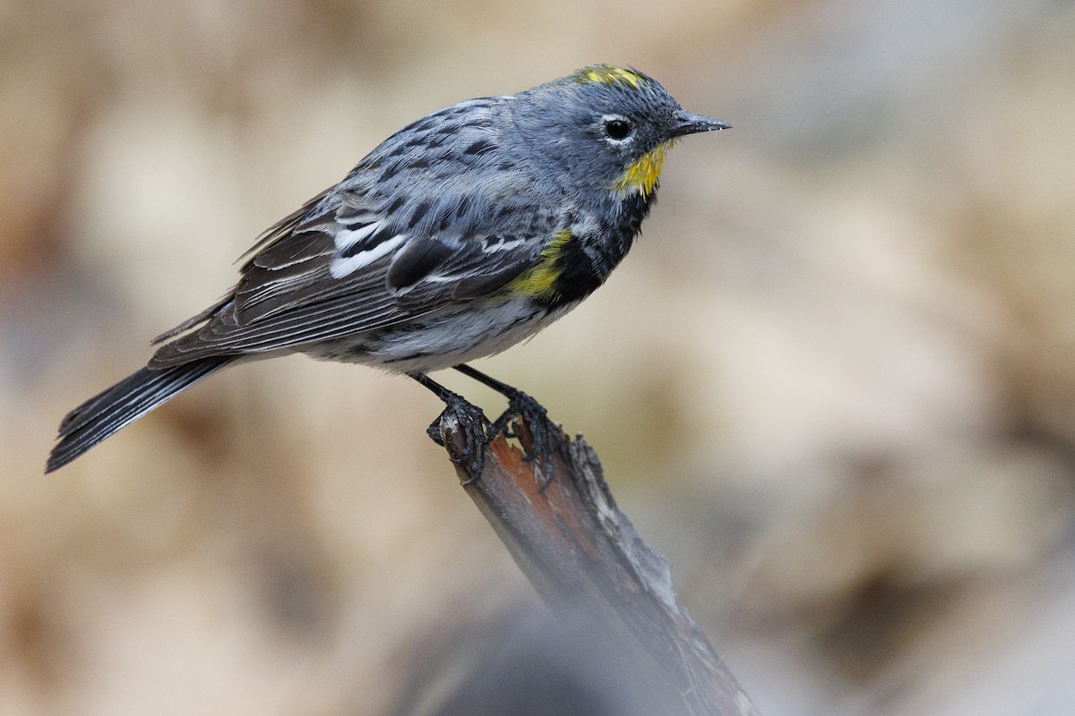 Yellow-rumped Warbler (Audubon's) - Tommy Quarles