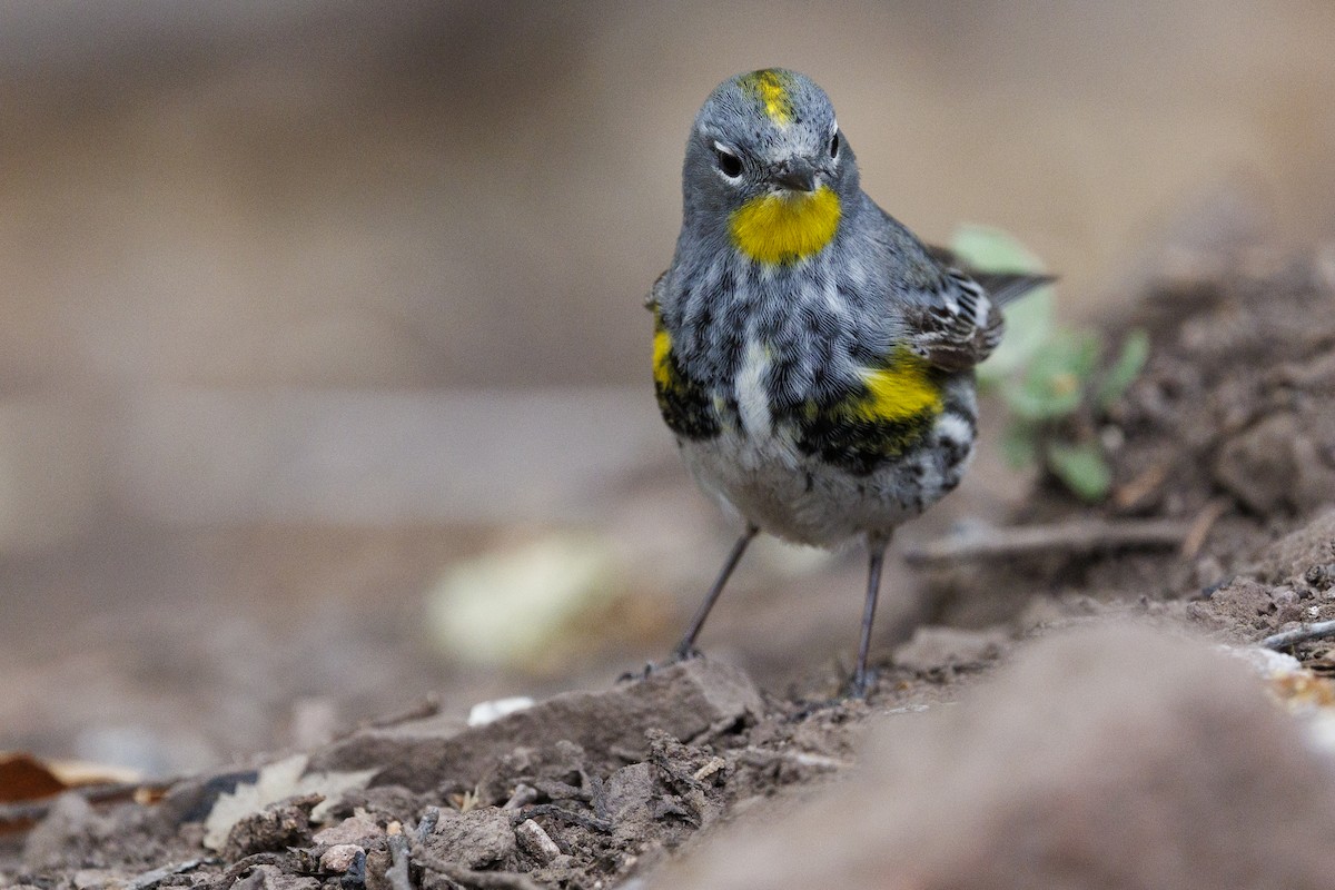Kronenwaldsänger (Audubonwaldsänger) - ML618927533