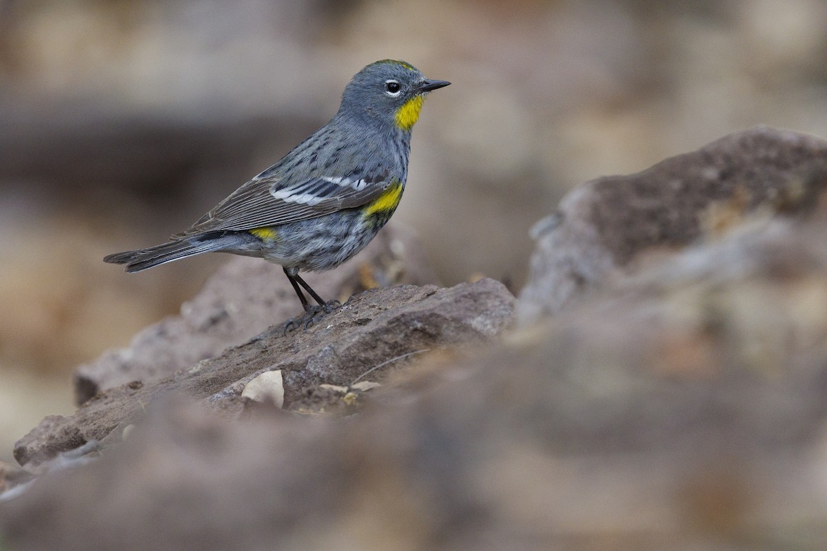 Kronenwaldsänger (Audubonwaldsänger) - ML618927534