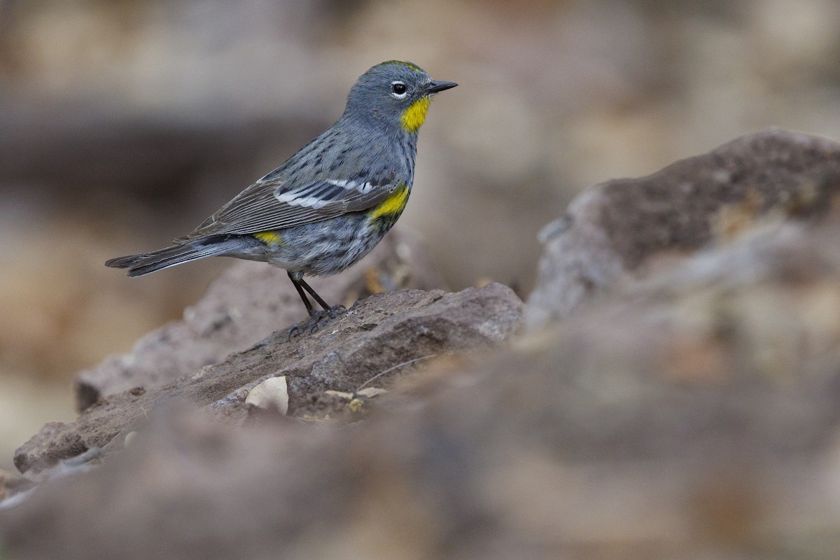 Yellow-rumped Warbler (Audubon's) - Tommy Quarles