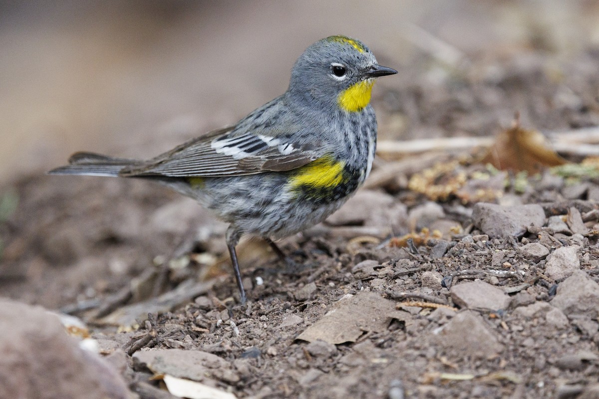 Kronenwaldsänger (Audubonwaldsänger) - ML618927535