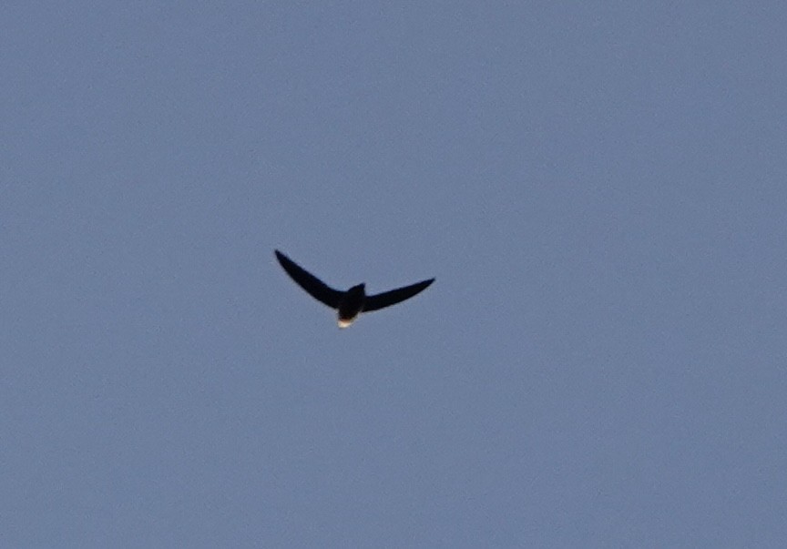 Chimney Swift - André BERNARD