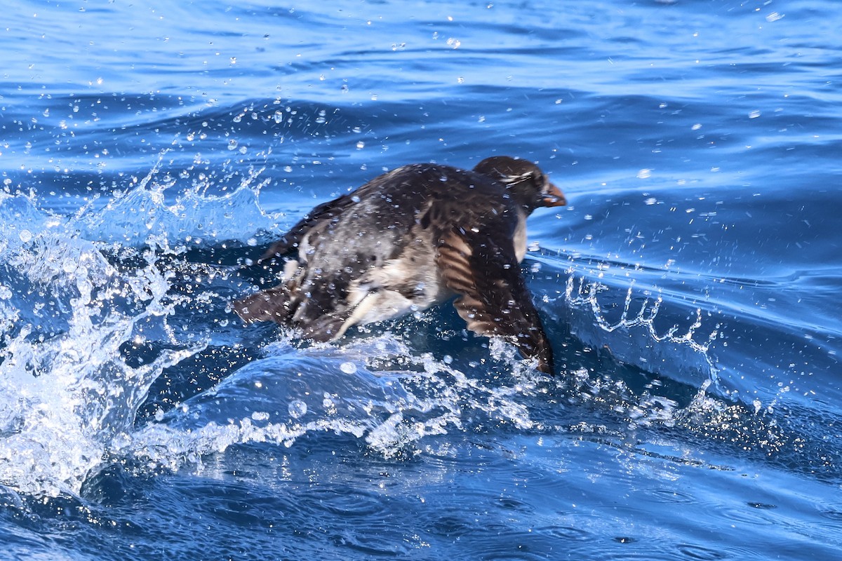 Rhinoceros Auklet - Peter Pyle