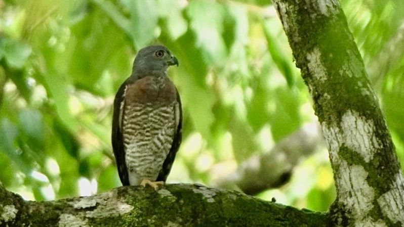 Double-toothed Kite - ML618927569