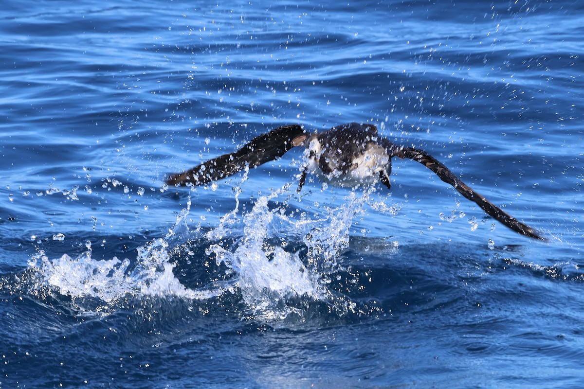 Rhinoceros Auklet - Peter Pyle