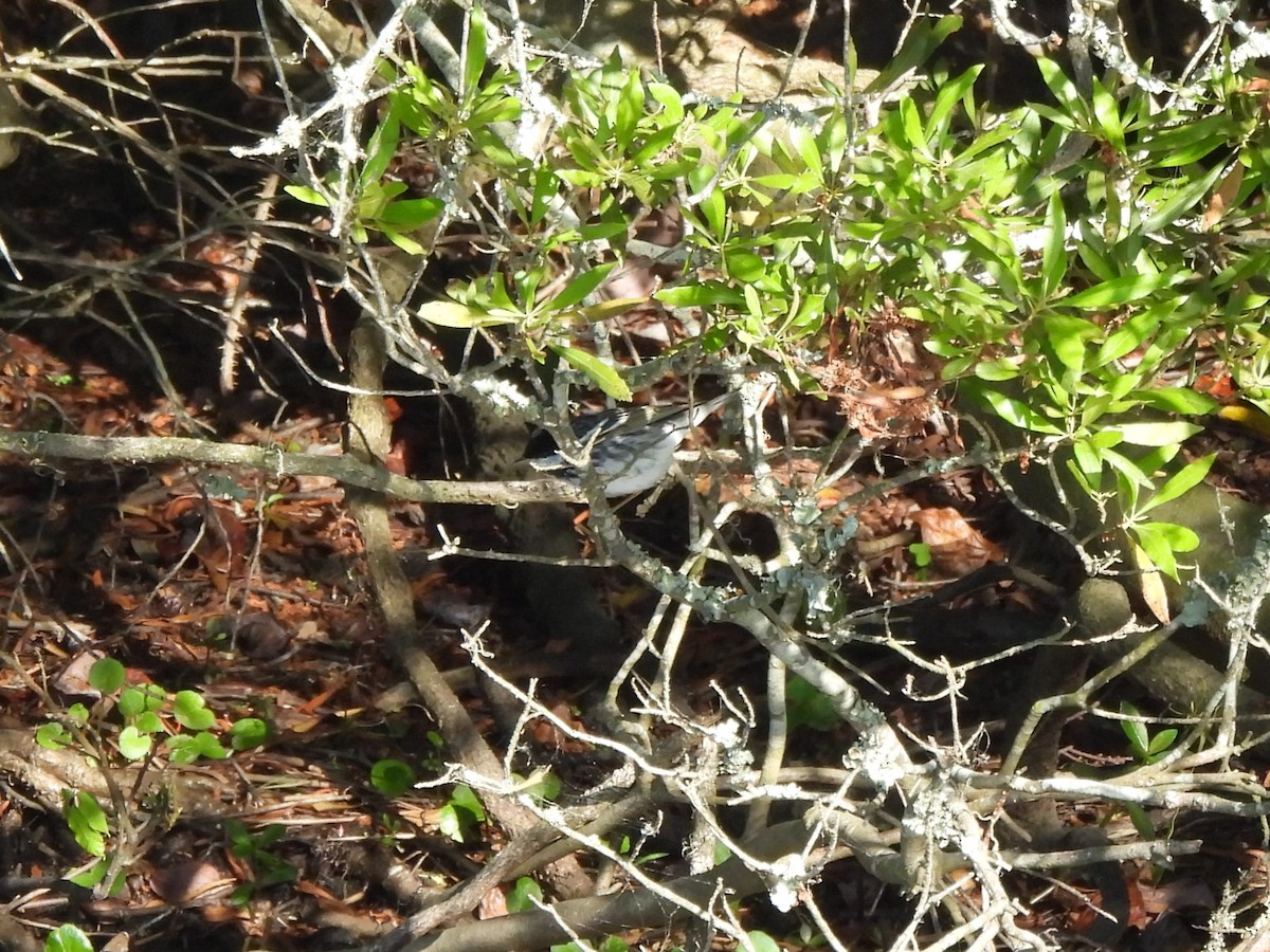 Blackpoll Warbler - ML618927578