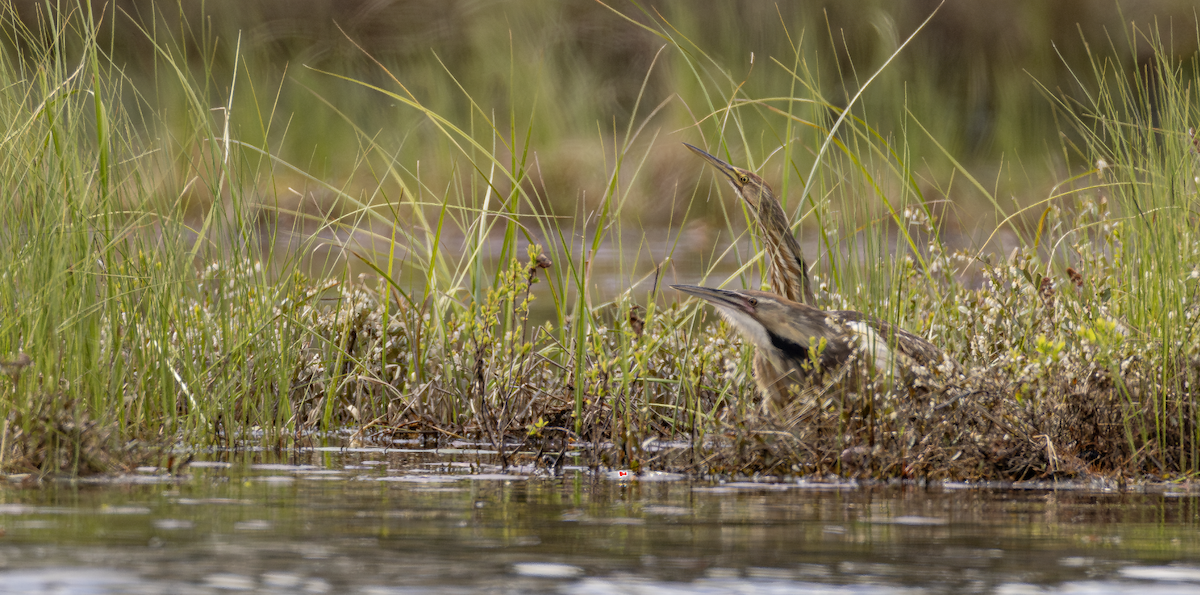 American Bittern - ML618927580