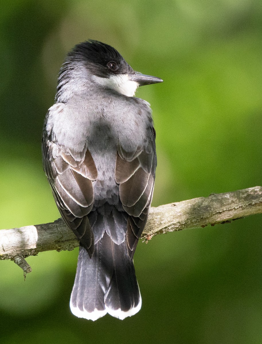 Eastern Kingbird - ML618927582