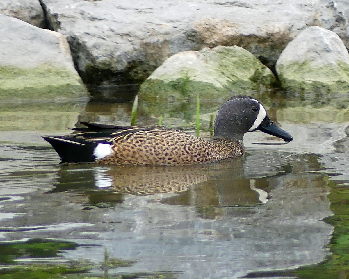 Blue-winged Teal - Colleen C