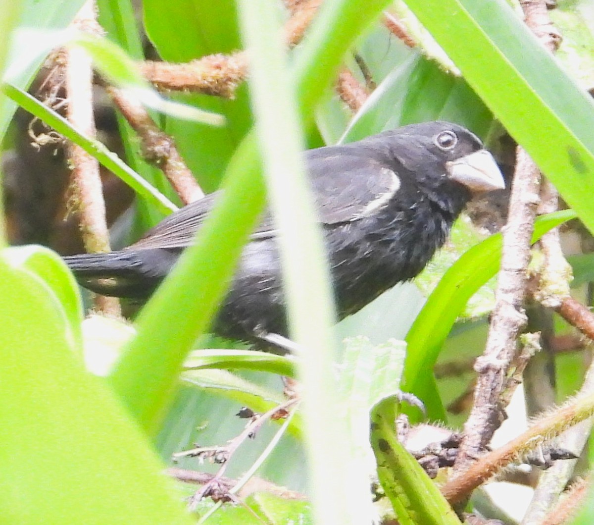 Large-billed Seed-Finch - ML618927624