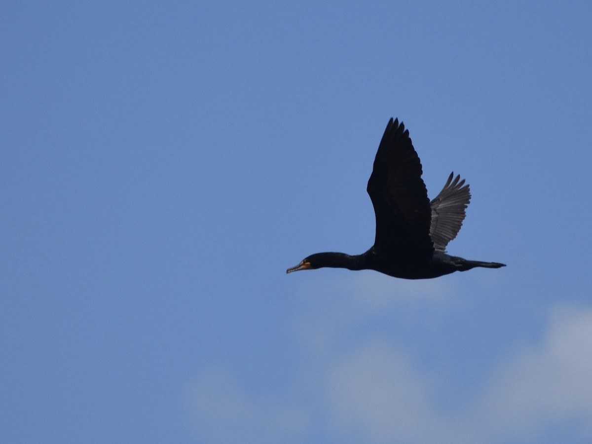 Double-crested Cormorant - ML618927637