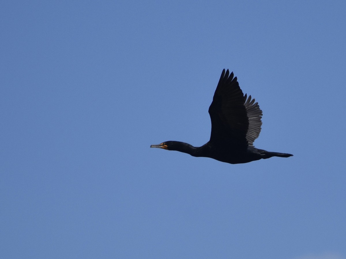 Cormoran à aigrettes - ML618927638