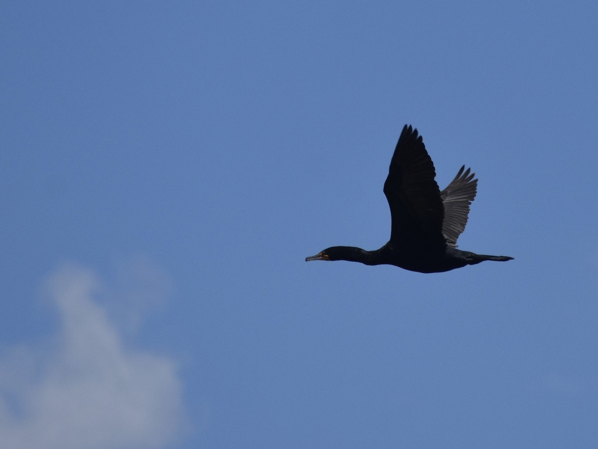 Double-crested Cormorant - ML618927639